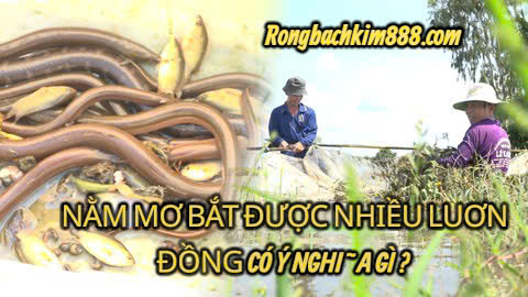 Nằm mơ bắt được nhiều lươn đồng có ý nghĩa gì ?