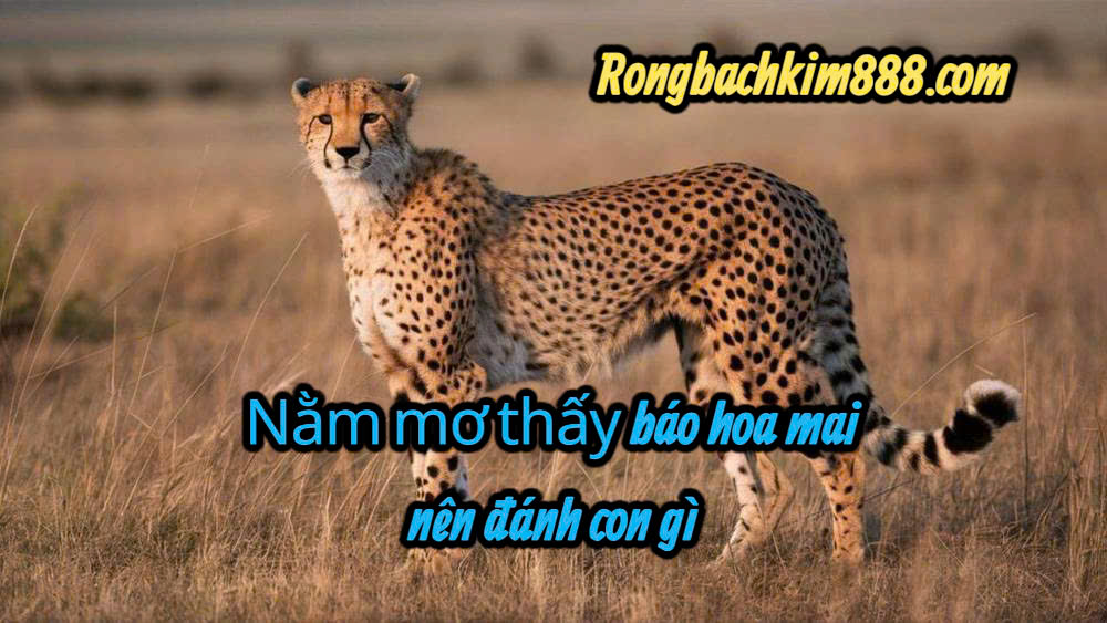 Nằm mơ thấy báo hoa mai nên đánh con gì ?