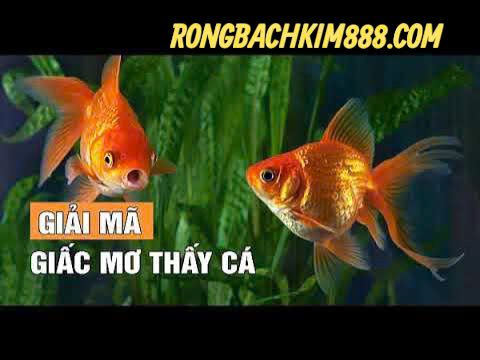 Nằm mơ thấy bắt được nhiều cá có điềm gì ?