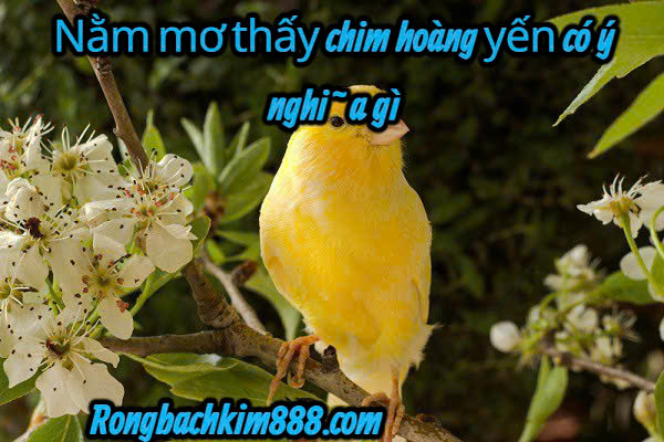 Nằm mơ thấy chim hoàng yến có ý nghĩa gì ?