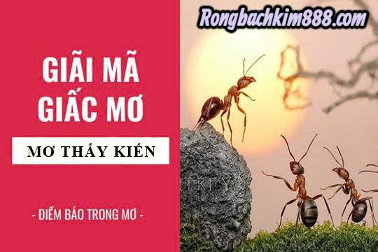 Nằm mơ thấy đàn kiến dời ổ có điềm gì ?