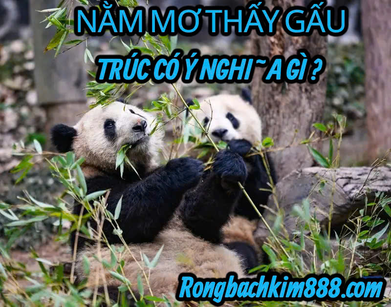 Nằm mơ thấy gấu trúc có ý nghĩa gì ?
