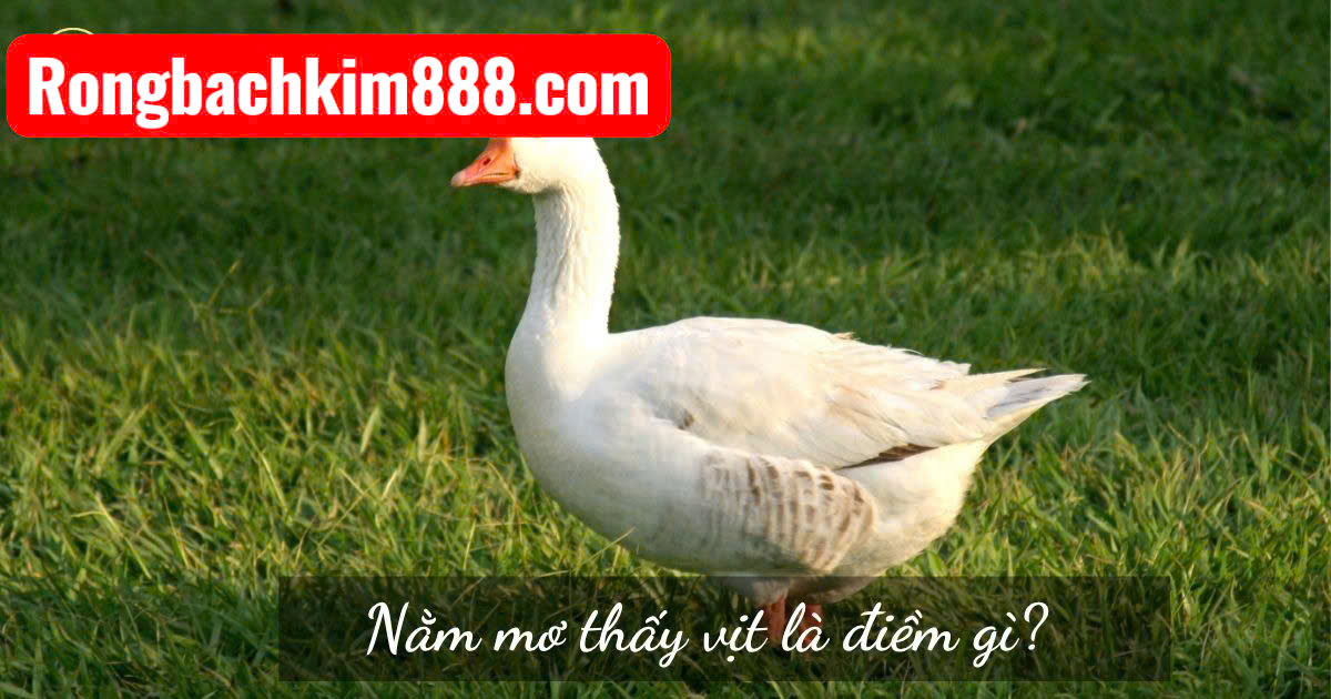 Nằm mơ thấy vịt đẻ trứng có ý nghĩa gì ?