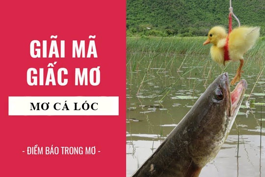 Mơ thấy cá quả đánh con gì