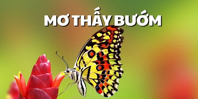 Mơ thấy con Bướm đánh con gì